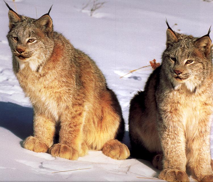 Canadian Lynxes.jpg