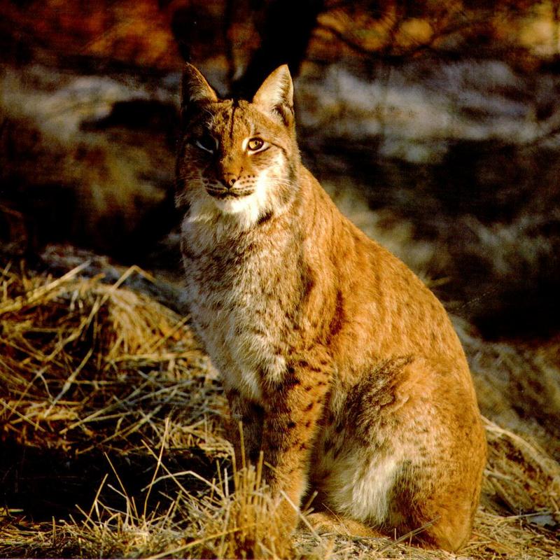 Canadian Lynx 1-portrait sitting on the ground.jpg