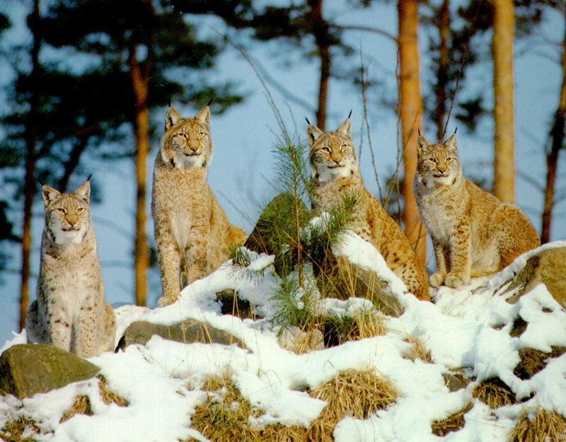 Canadian Lynx 2-4aduts lineup on snow hill.jpg