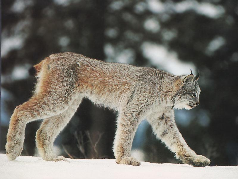 Canadian Lynx 22-Walking on snow.jpg