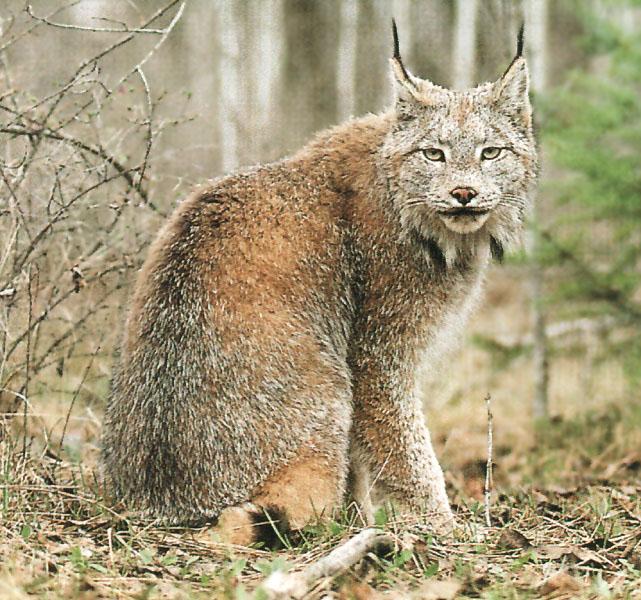 Canadian Lynx 25-sitting in forest.jpg