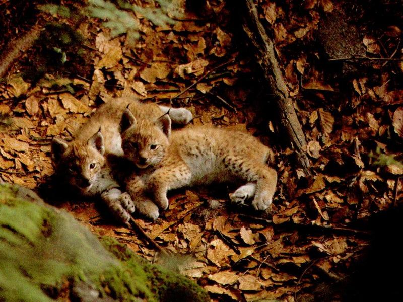 Canadian Lynx 2kittens on Autumn leaves.jpg