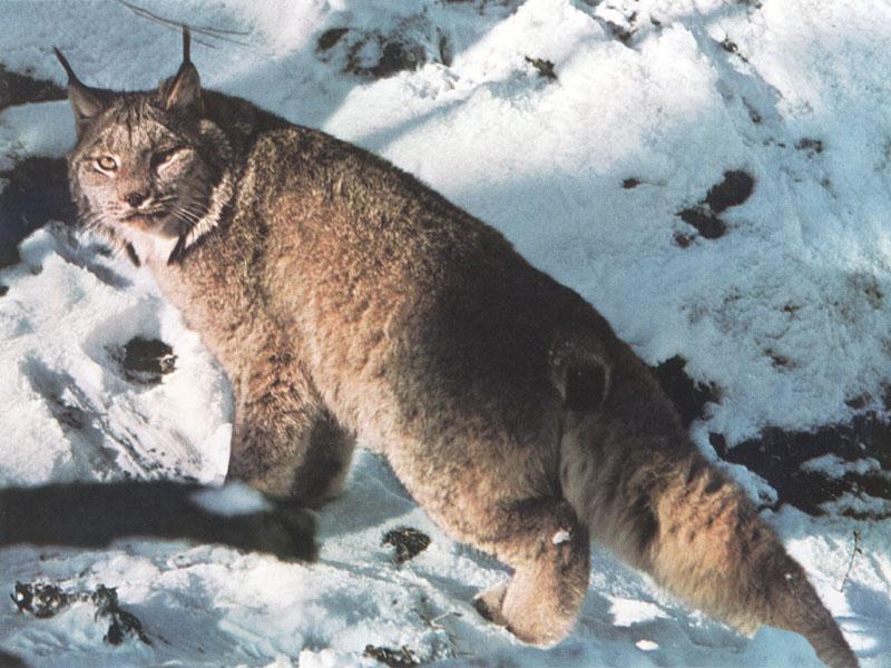 Canadian Lynx-Climbing up snow hill-Looks back.jpg