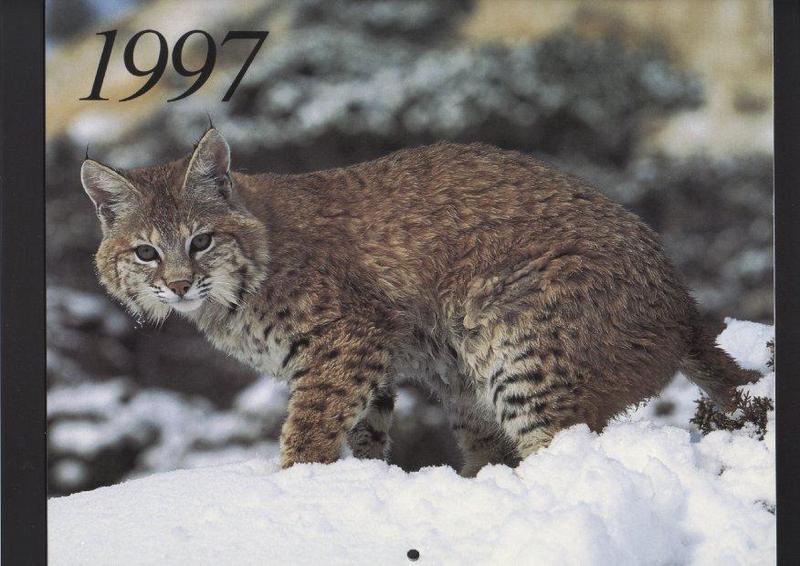 Canadian Lynx-Snow-linx.jpg