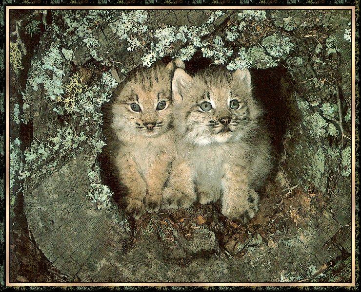 Cat bb001-Canadian Lynx Kittens-in log hole.jpg