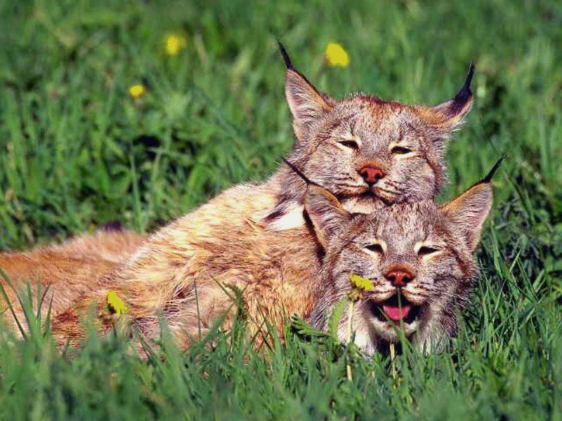 CATS06-Canadian Lynxes-pair.jpg