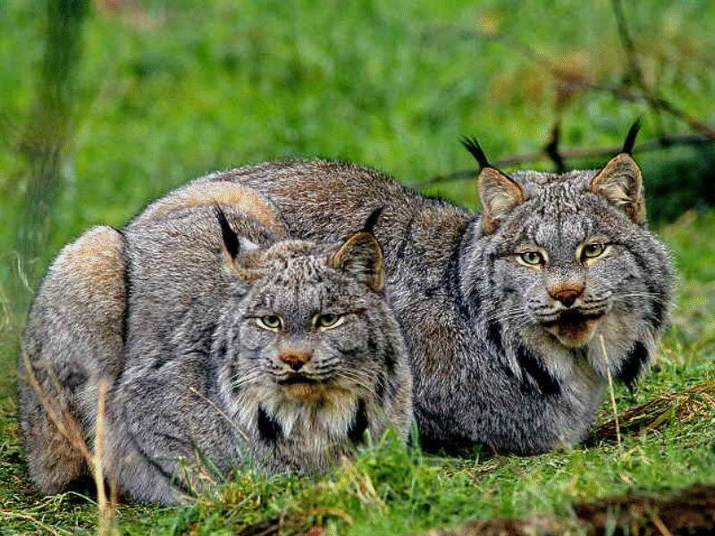 CATS12-Canadian Lynxes-pair closeup.jpg