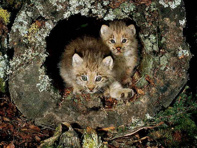 CATS19-Canadian Lynxes-2 babies in log den.jpg