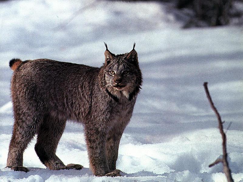 Ds-Animal 017 -Canadian Lynx-standing on snow.jpg
