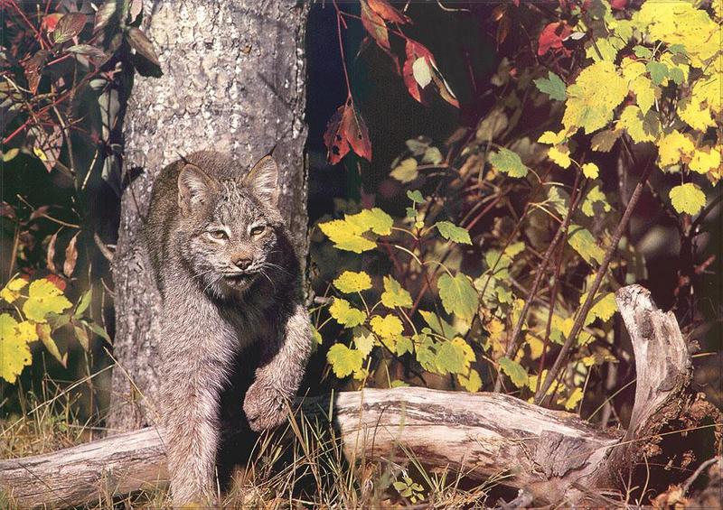 pr-jb036 Canadian Lynx-out of forest.jpg