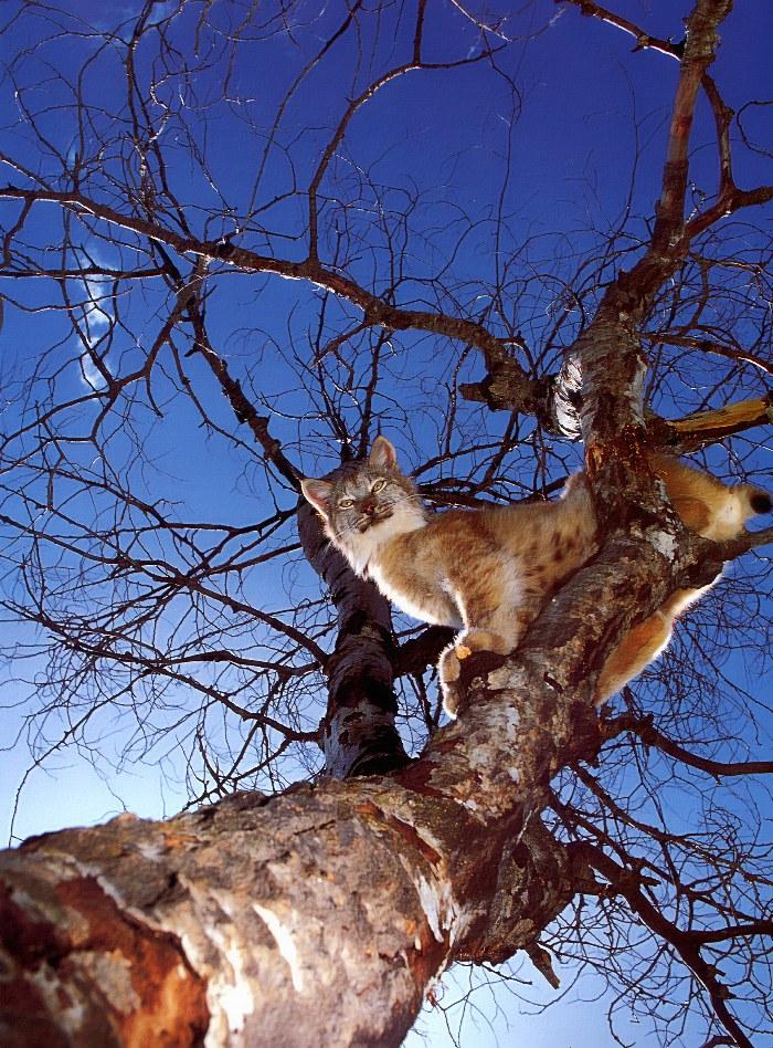 p-wc69-Canadian Lynx-perching on tree.jpg