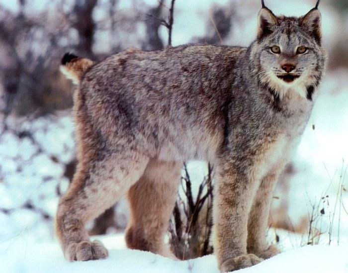 p-wc72-Canadian Lynx-standing on snow.jpg