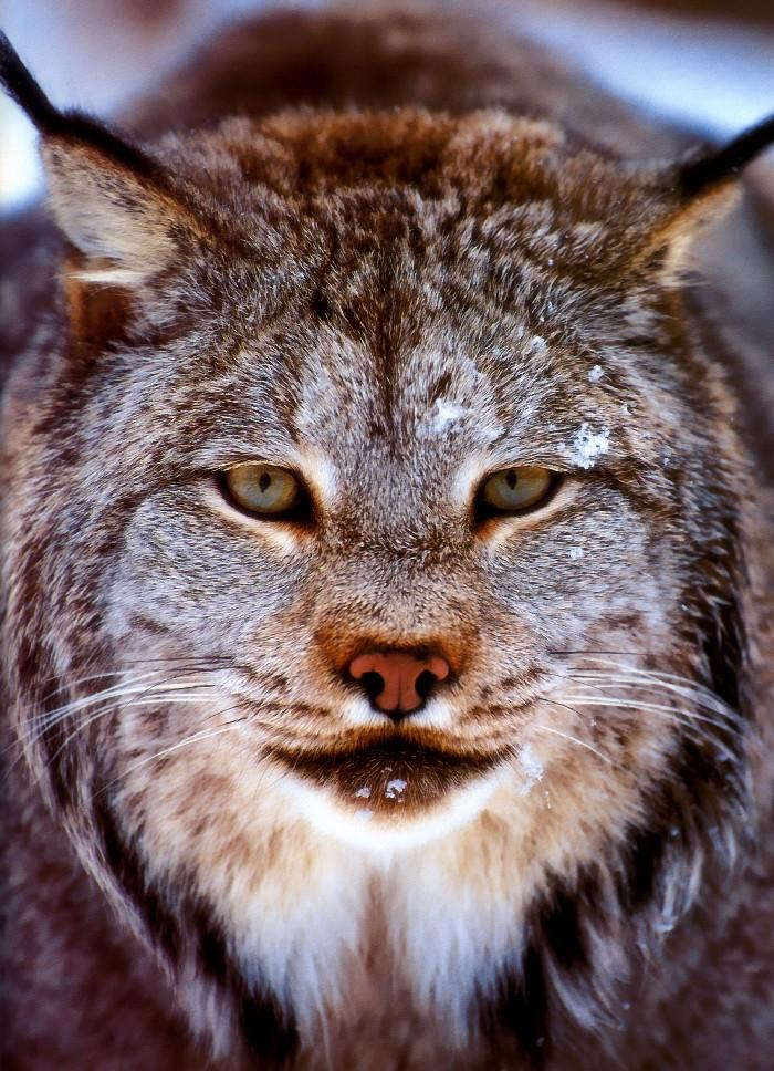 p-wc96-Canadian Lynx-face closeup.jpg
