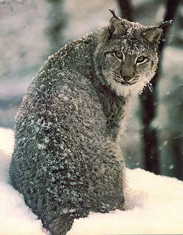 wildcat19-lynx Snow.jpg