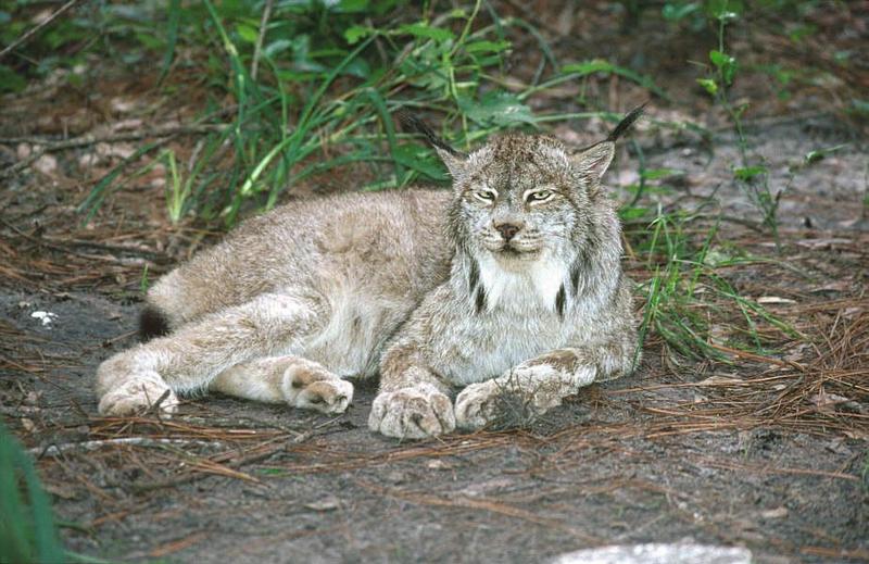 WOES4 030-Canadian Lynx.jpg