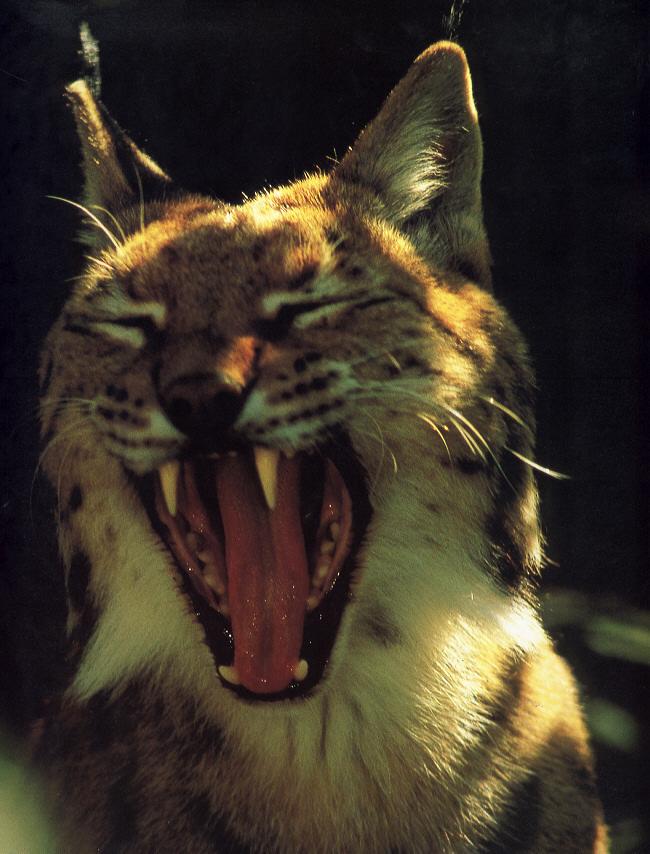 Eurasian Lynx.jpg