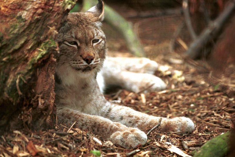 cst neg2003 30-Siberian Lynx.jpg