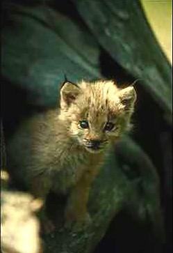 Lo0-Eurasian Lynx-cub out of log hole.jpg