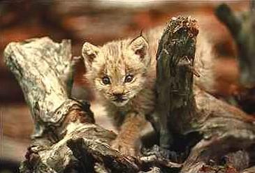 Lo1-Eurasian Lynx-cub on old log.jpg