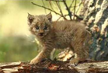 Lo2-Eurasian Lynx-cub on log.jpg