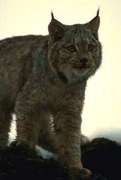 Lo3-Eurasian Lynx-standing on hill-closeup.jpg