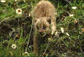 Lo4-Eurasian Lynx-cub on hill of wild flowers.jpg