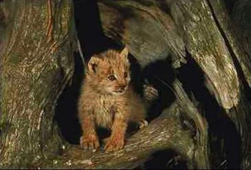 Lo5-Eurasian Lynx-cub in log hole.jpg