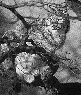 lodjur1-Eurasian Lynx-perching on tree.jpg