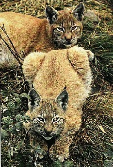 lodjur-Eurasian Lynxes-pair on grass.jpg