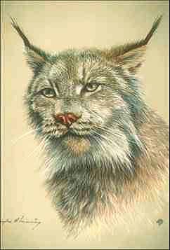 Lodjur-Eurasian Lynx-face closeup-painting.jpg