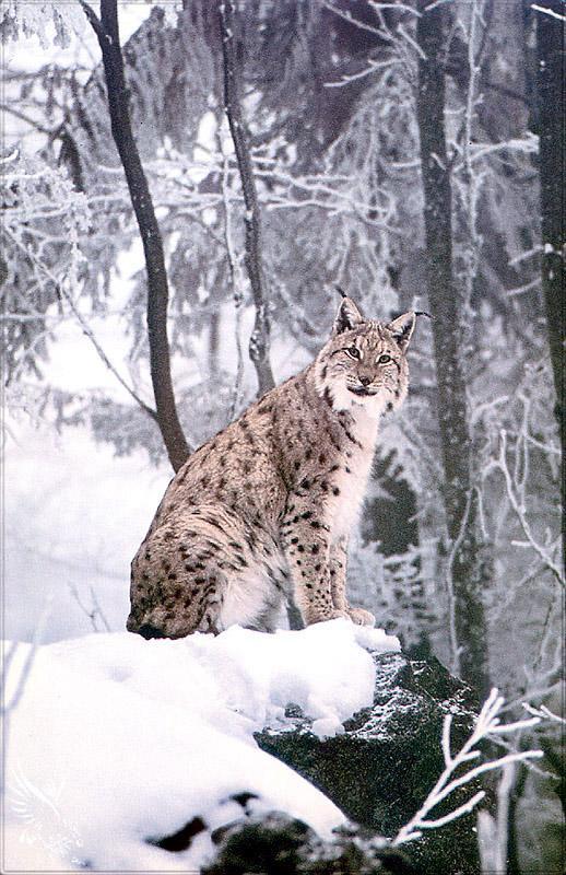 pr-jb080 European Lynx-Eurasian Lynx-on snow.jpg