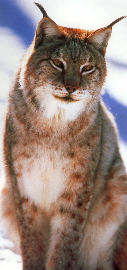 Siberian Lynx.jpg