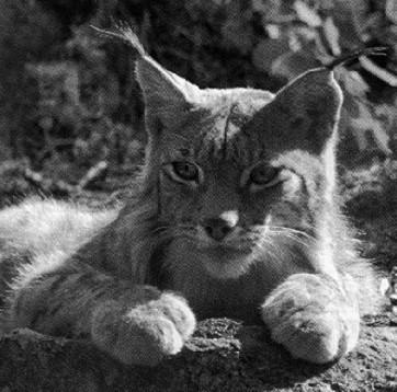 Swedish Lodjur1-Eurasian Lynx-face closeup.jpg