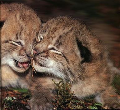 Swedish Lodjur2-Eurasian Lynx-2 kittens face closeup.jpg
