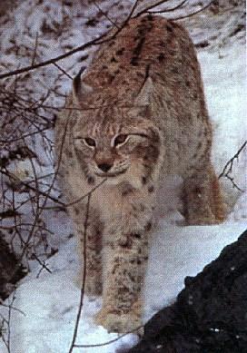 Swedish Lodjur-Eurasian Lynx-down snowhill.jpg