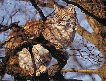 Swedish Lodjur-Eurasian Lynx-sitting on tree.jpg