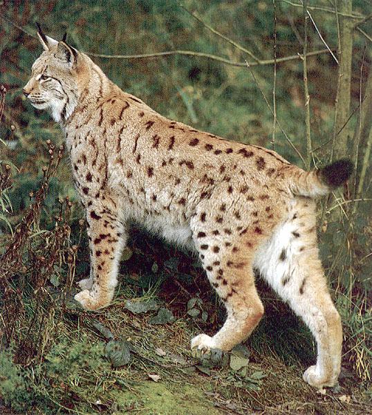 wildcat56-Eurasian-Siberian Lynx.jpg