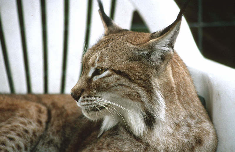 WOES4 003-Siberian Lynx.jpg