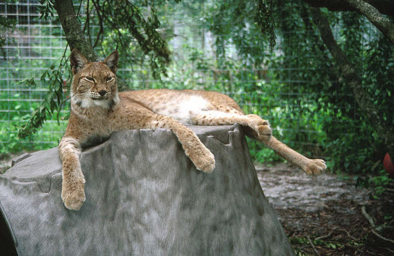 WOES4 017-Siberian Lynx.jpg