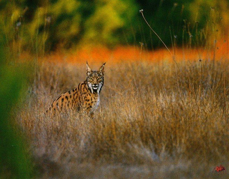 Iberian lynx (Lynx pardinus).jpg
