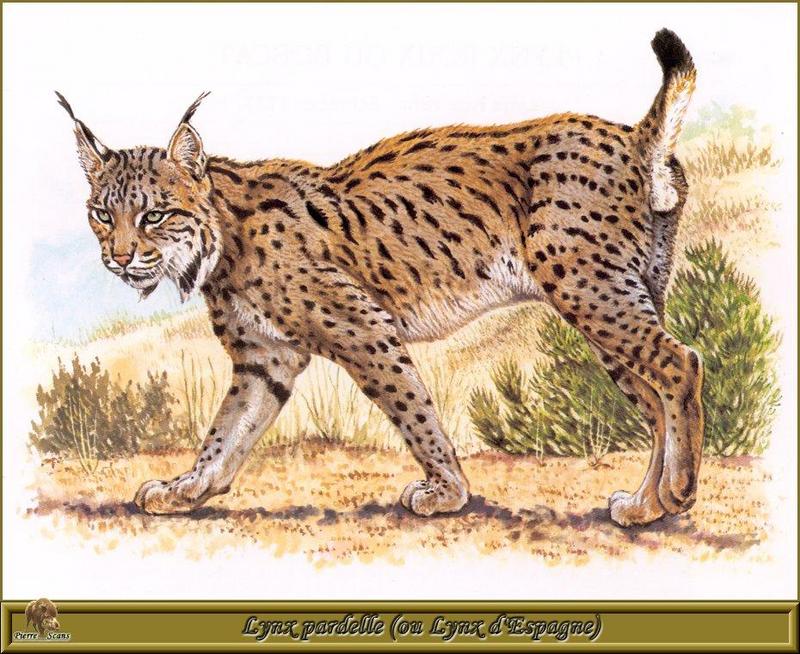 PO pfrd 060 Lynx pardelle (ou Lynx d\'Espagne).jpg