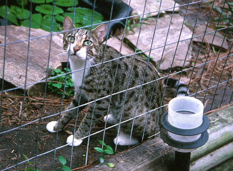 Amur Bengal2-Leopard Cat-in cage.jpg