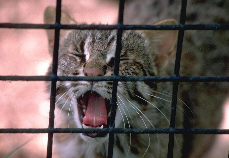 Amur Leopard Cat-yawning-from Basildon Zoo.jpg