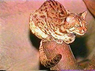 anim061-WildCat-Asian Leopard Cat-on log.jpg