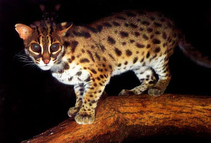 p-wc70-Leopard Cat-standing on log.jpg