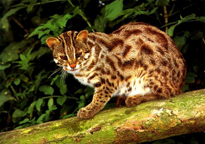 p-wc77-Leopard Cat-sitting on log.jpg