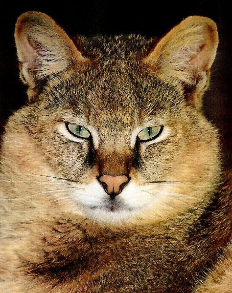 bigcat39-Jungle Cat-Face Closeup.jpg