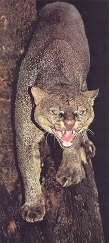 wildcat03-Jaguarundi-snarling on trunk.jpg