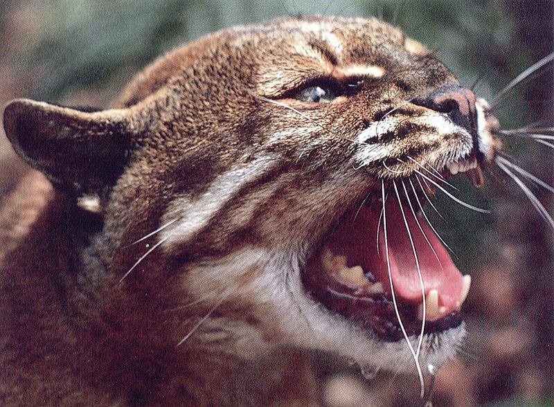 wildcat51-Temminck\'s Golden Cat-Snarls-Face Closeup.jpg