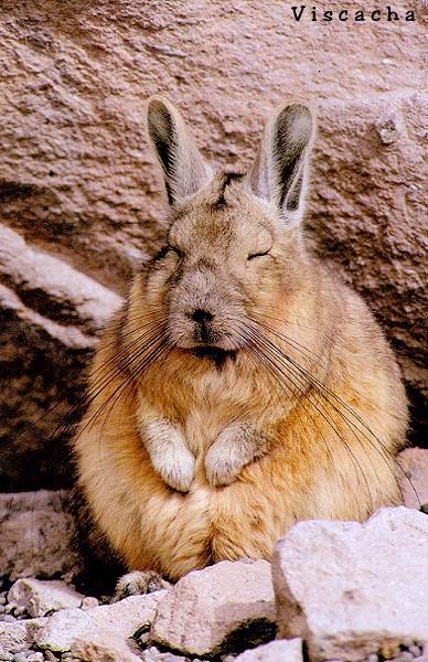 Viscacha-under rock.jpg
